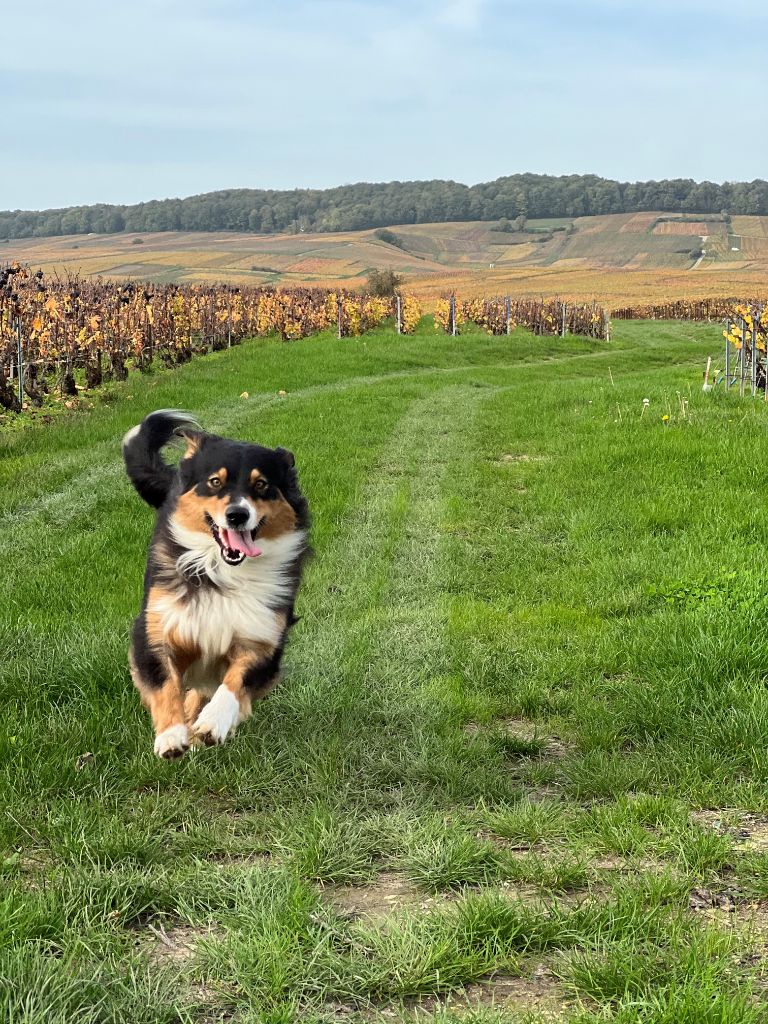 Ruby love Du Domaine Des Collines Vertes